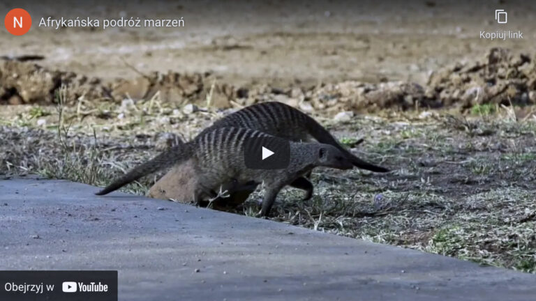 Afrykańska podróż marzeń￼