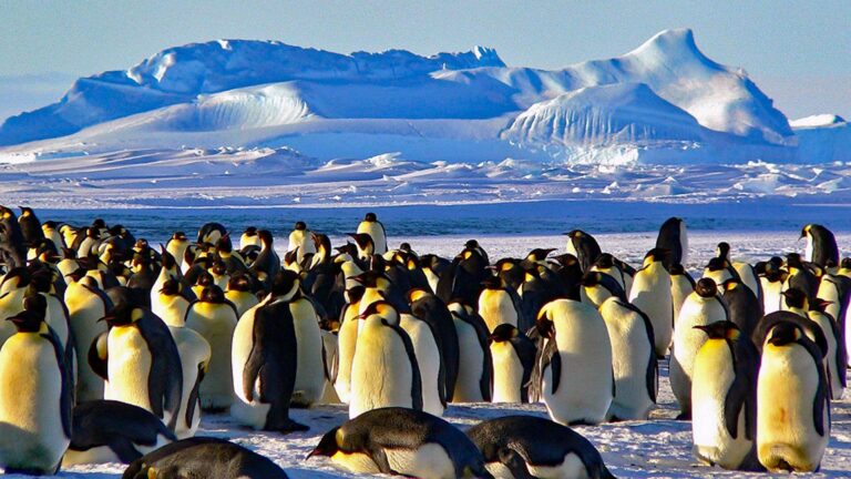 Najważniejsze atrakcje Antarktydy